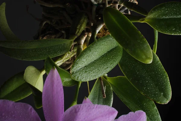 Орхидея листья цветка фона абстрактные капли — стоковое фото