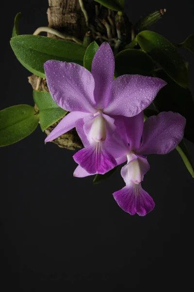 Орхидея на черном фоне — стоковое фото