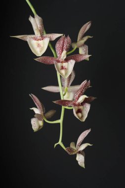 siyah zemin orkide beyaz kırmızı noktalar