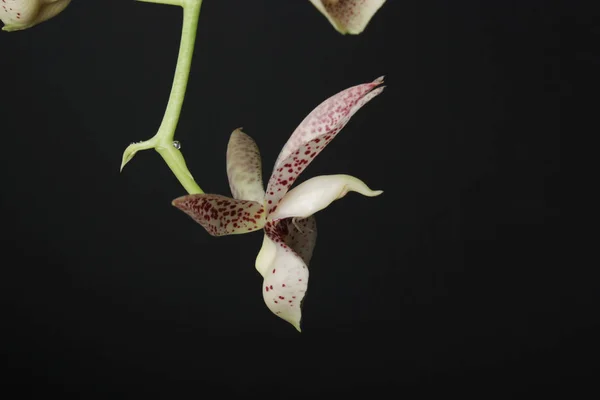 Siyah zemin orkide beyaz kırmızı noktalar — Stok fotoğraf