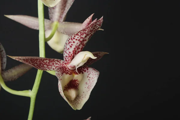 Orquídea puntos rojos blancos sobre un fondo negro — Foto de Stock