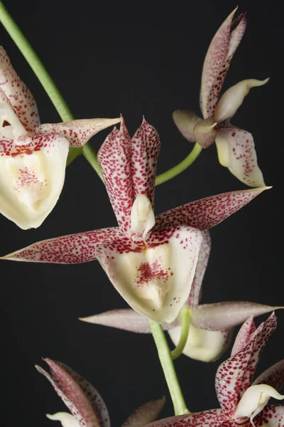 Orquídea puntos rojos blancos sobre un fondo negro — Foto de Stock