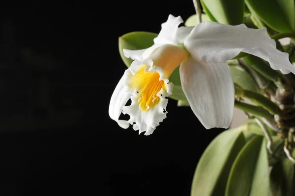 Orquídea amarelo branco sobre um fundo preto — Fotografia de Stock