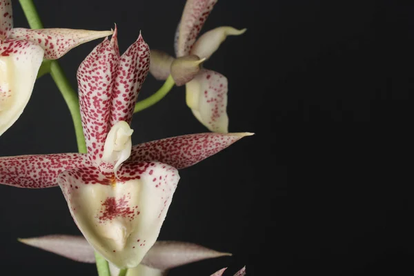 Orquídea puntos rojos blancos sobre un fondo negro — Foto de Stock