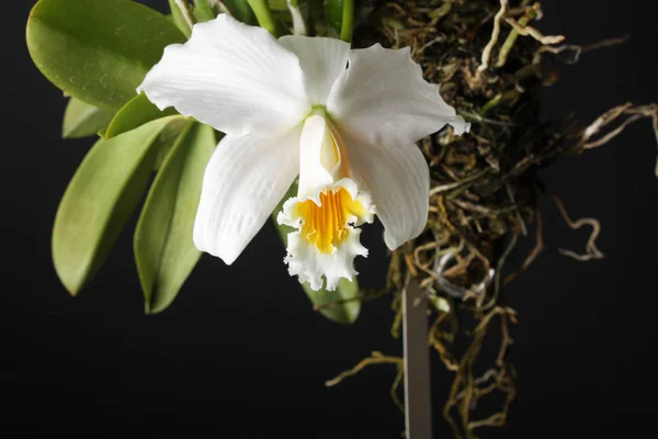 Orchid white yellow on a black background — Stock Photo, Image