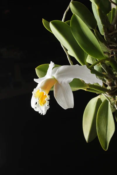 Orquídea blanco amarillo sobre un fondo negro — Foto de Stock