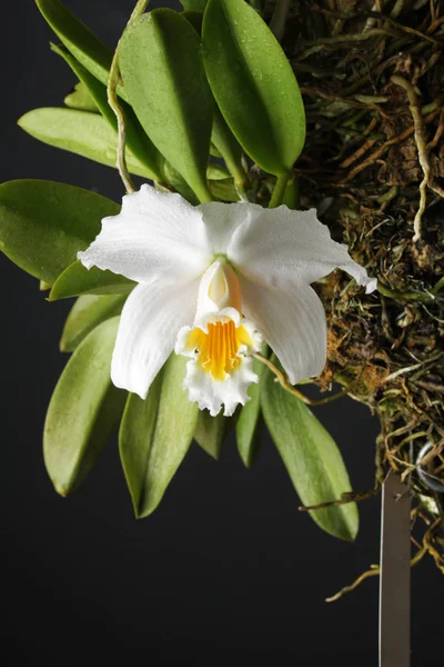 Орхидея белый желтый на черном фоне — стоковое фото
