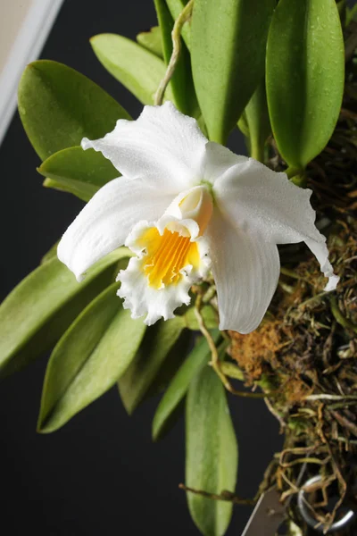 Orchid white yellow on a black background — Stock Photo, Image
