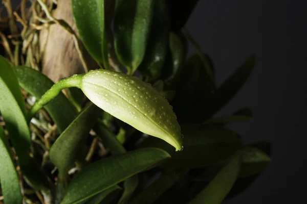 Orquídea de brote sobre un fondo negro —  Fotos de Stock