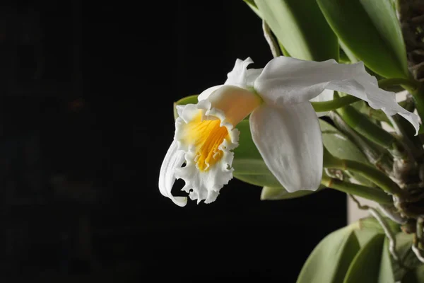 Orquídea amarelo branco sobre um fundo preto — Fotografia de Stock