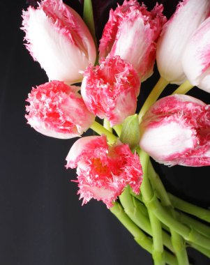 siyah bir zemin üzerine lale Pembe çiçek