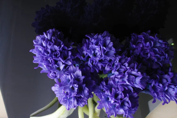 Hyacint Blå Blommor Svart Bakgrund — Stockfoto