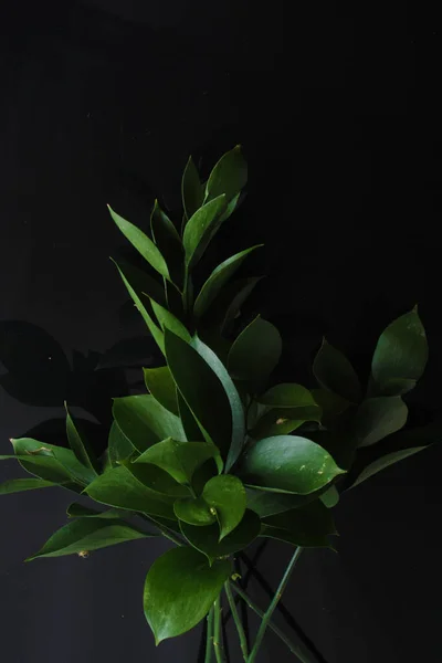 Зелене Листя Чорному Фоні — стокове фото