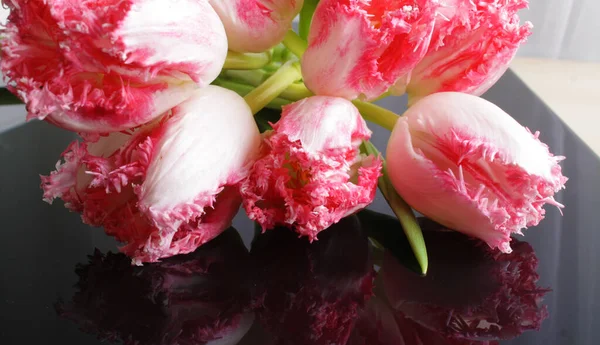黒地にピンクのチューリップの花 — ストック写真