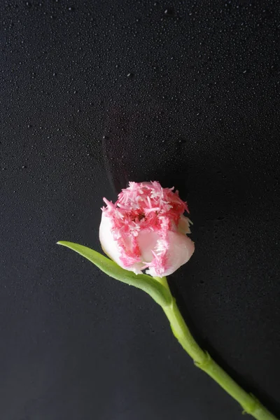 Tulip Pink Flowers Black Background — Stock Photo, Image