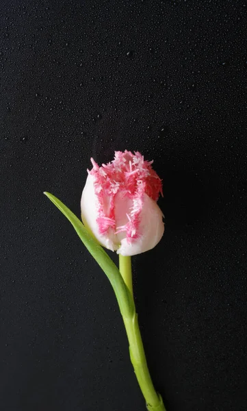 Tulip Pink Flowers Black Background — Stock Photo, Image