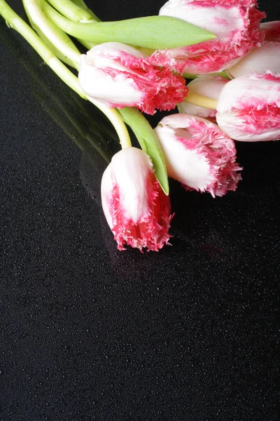tulip pink flowers on a black background