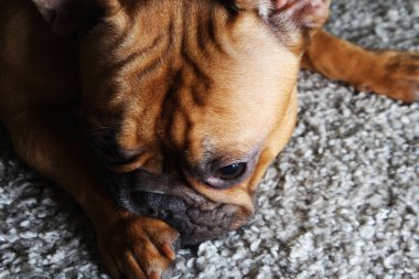 Tatlı Fransız bulldog yavrusu. Kahverengi. kızıl saçlı