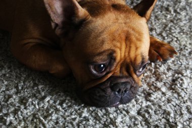 Tatlı Fransız bulldog yavrusu. Kahverengi. kızıl saçlı