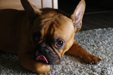 Tatlı Fransız bulldog yavrusu. Kahverengi. kızıl saçlı