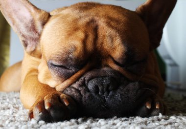Tatlı Fransız bulldog yavrusu. Kahverengi. kızıl saçlı