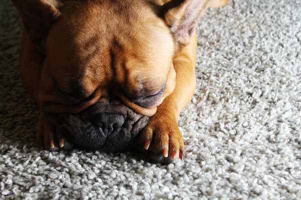 Bonito Francês Bulldog Fawn Castanho Ruivas — Fotografia de Stock