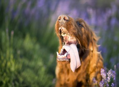 Sıcak köpek drooling