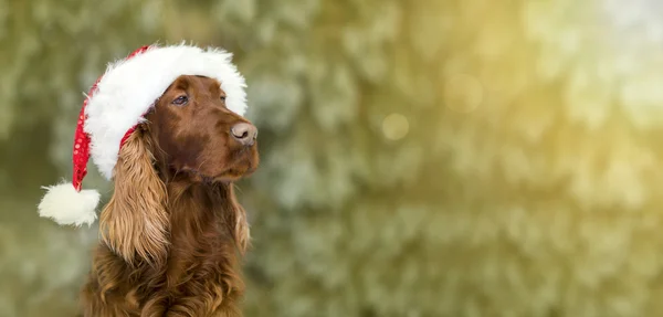 Banner de perro de Navidad — Foto de Stock