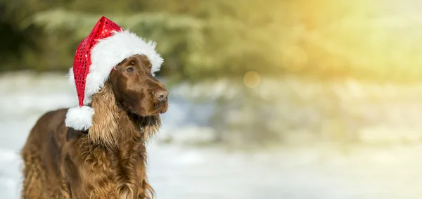 Banner divertido perro de Navidad — Foto de Stock