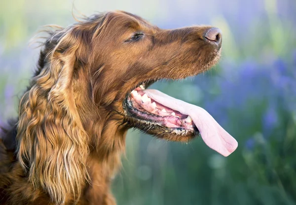 Tannenzapfen-Banner — Stockfoto