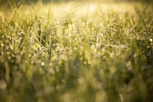 Orvalho da manhã de primavera — Fotografia de Stock