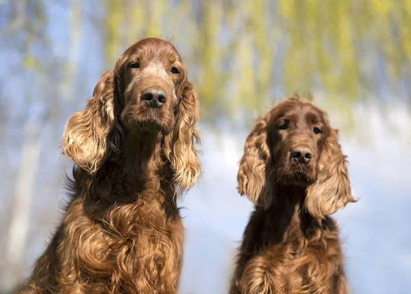 面白いアイリッシュ セッター犬 — ストック写真