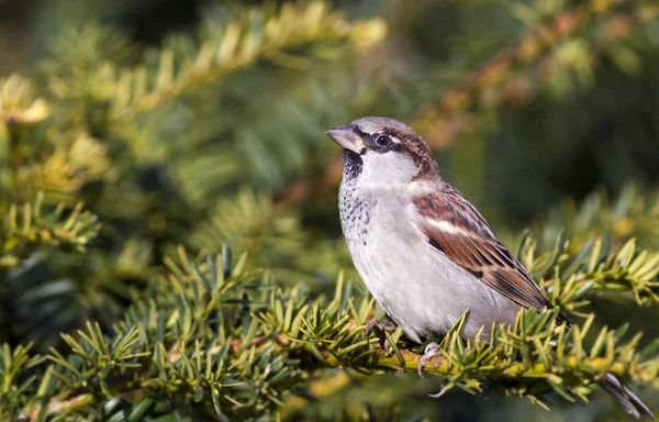 Urban bird - sparrow — Stock Photo, Image