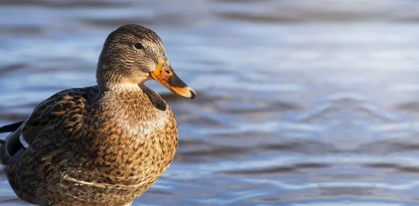Duck hunting transparent — Zdjęcie stockowe