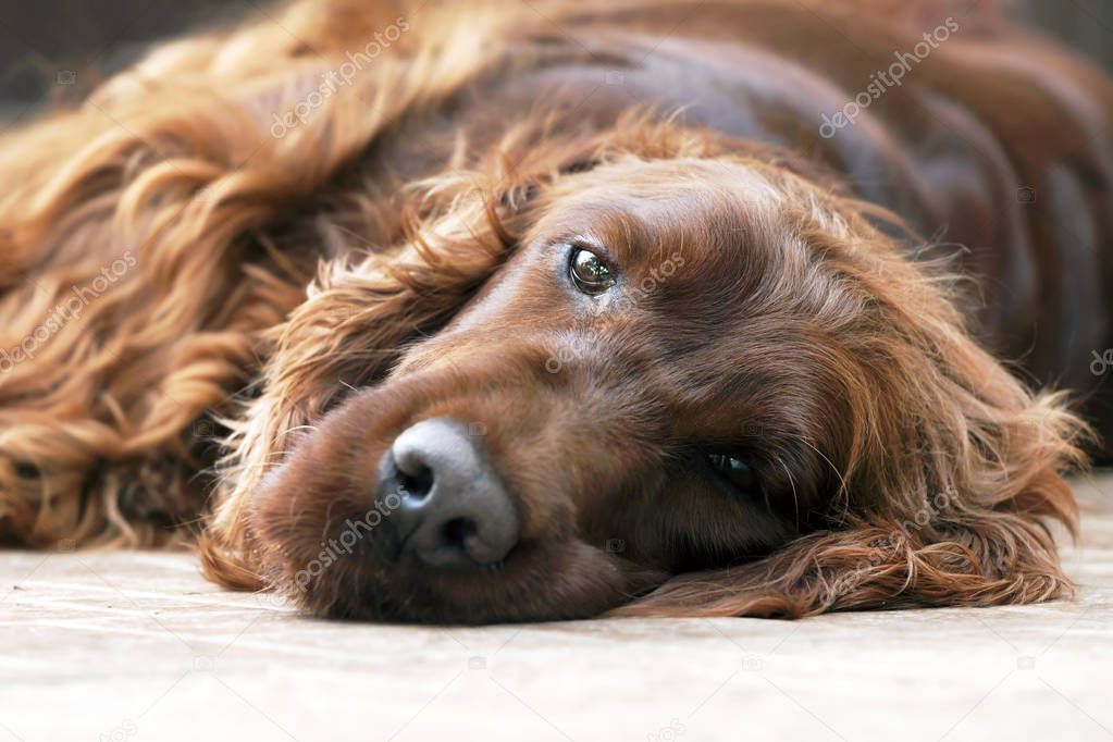 Lazy dog portrait