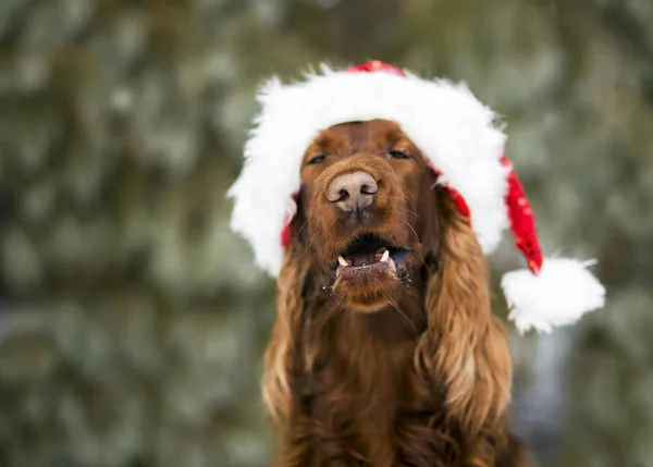 Смешная рождественская собака — стоковое фото