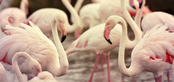Güzel flamingolar afiş — Stok fotoğraf