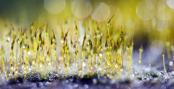 Mossy banner de primavera — Foto de Stock