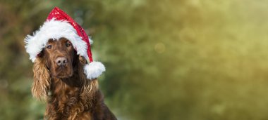 Komik Noel köpek kartı