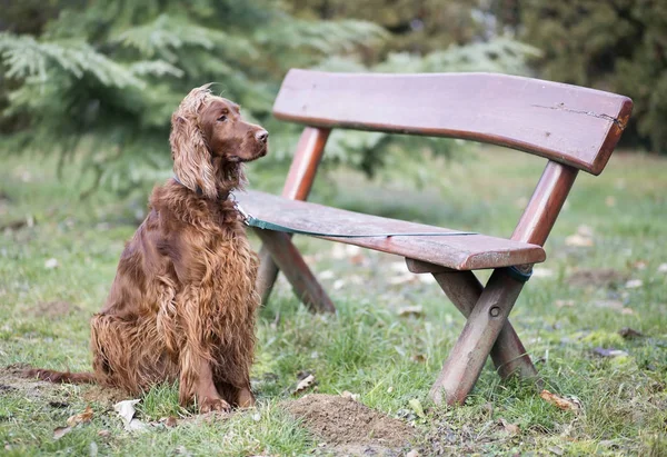 Beautiful dog waiting — Stock Photo, Image