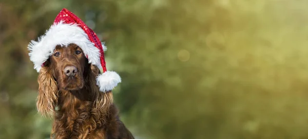 Lustige Weihnachts-Hundekarte — Stockfoto
