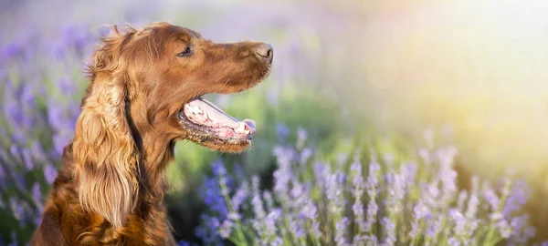 Задыхающаяся собака на лавандовом поле — стоковое фото