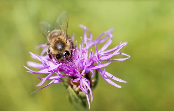 春天的理念--蜜蜂工作 — 图库照片