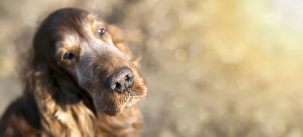 Cão velho bonito — Fotografia de Stock