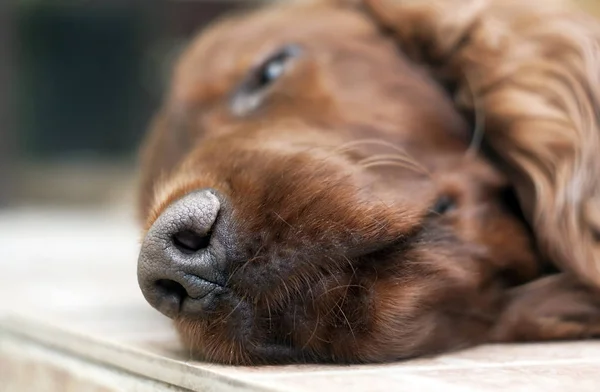 Nez de chien endormi — Photo