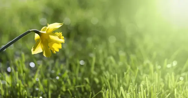 Påsk blomma banner — Stockfoto