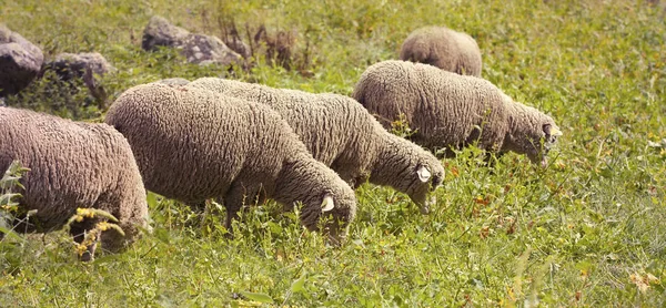 Grazing sheep banner