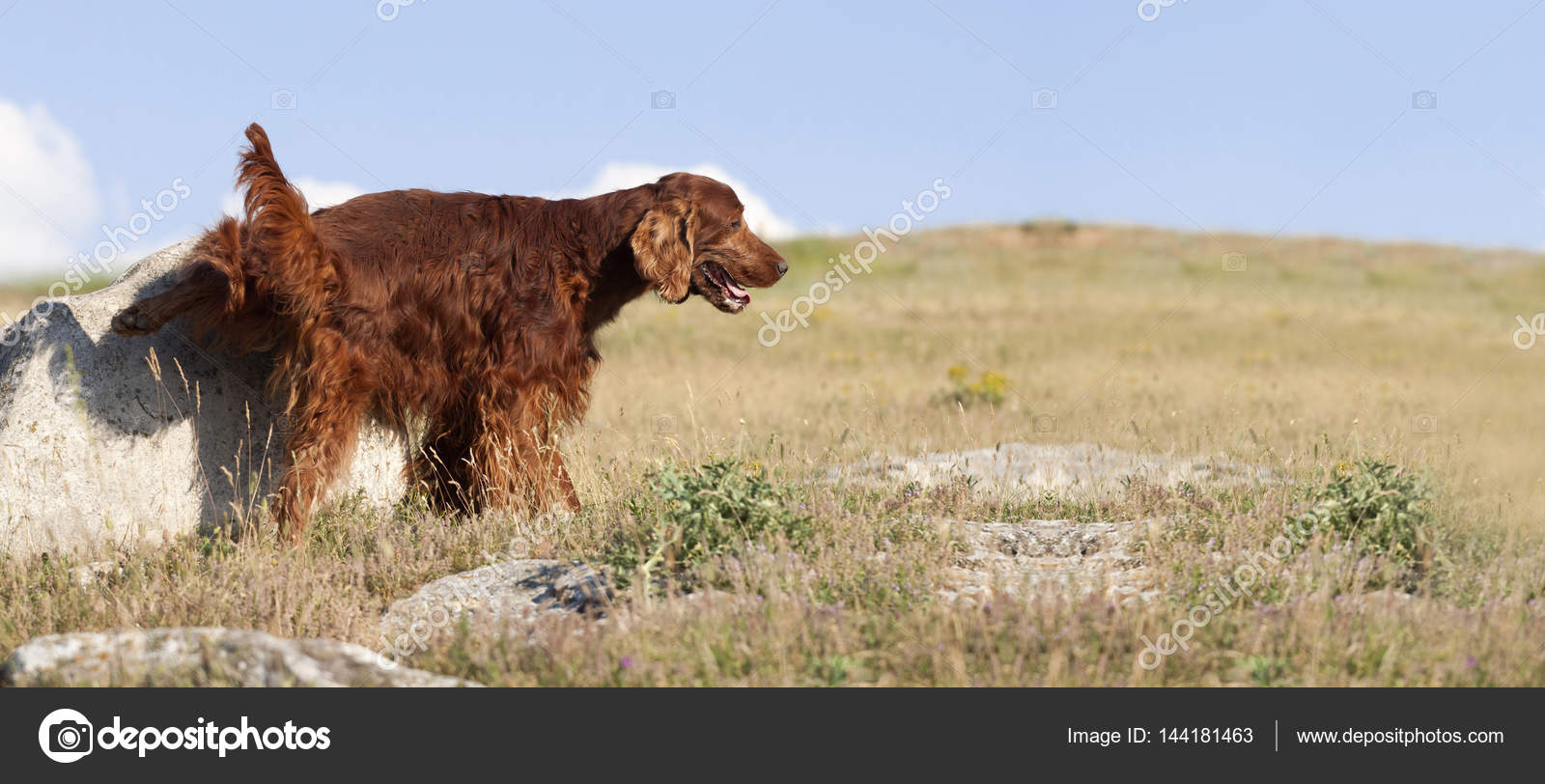 Hund pinkelt Banner Stockfotografie lizenzfreie Fotos © marenka1