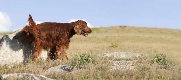 Bandiera per pipì di cane — Foto Stock