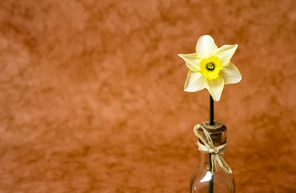 Flor de narciso da Páscoa — Fotografia de Stock